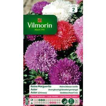 Reine-marguerite naine Déesse variée : en sachet