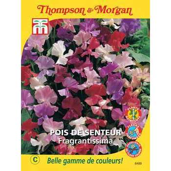Pois de senteur fragrantissima