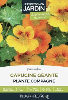 Capucine géante