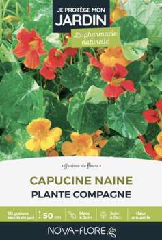 Capucine naine