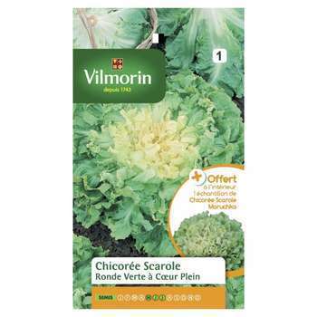 Graines de chicorée scarole + échantillon scarole