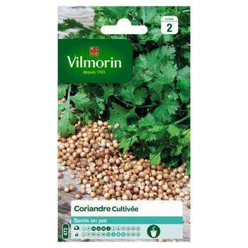 Graines de coriandre cultivée en sachet