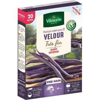 Graines de haricot nain Violet Velour en boite
