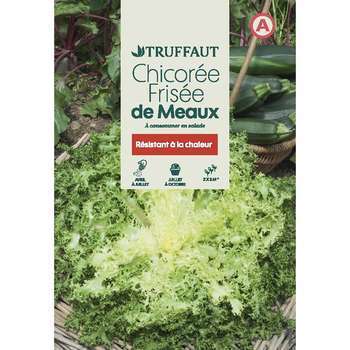 Graines de chicorée frisee de Meaux en sachet