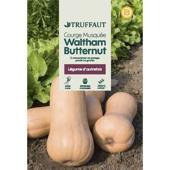 Graines de courge butternut en sachet