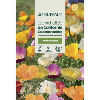 Eschscholtzia de Californie varié à fleur simple :