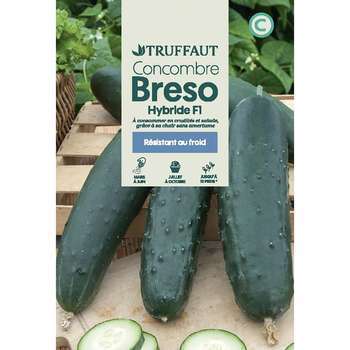 Graines de concombre Breso Hybride F1 en sachet