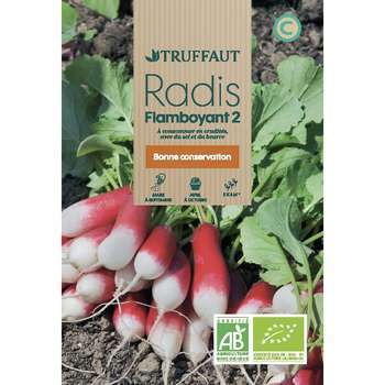 Graines de radis flamboyant 2 Bio en sachet