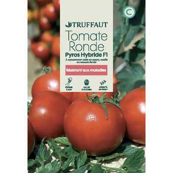 Graines de tomate Pyros hybride F1 en sachet