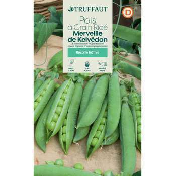 Graines de pois nain à grain ridé Merveille de Kel