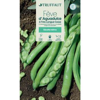 Graines de fève d'aguadulce très Longue Cosse en s