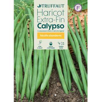 Graines de haricot nain Calypso en boite