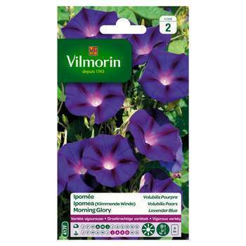 Ipomée Volubilis Pourpre 6 g