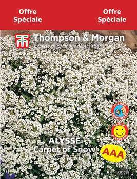 Alysse Carpet of Snow