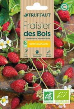 Graines de Fraisier des Bois BIO