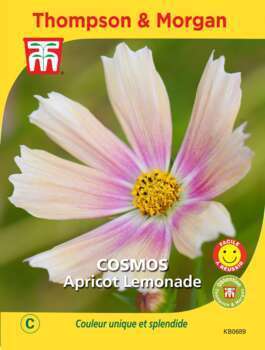 Cosmos apricot lemonade