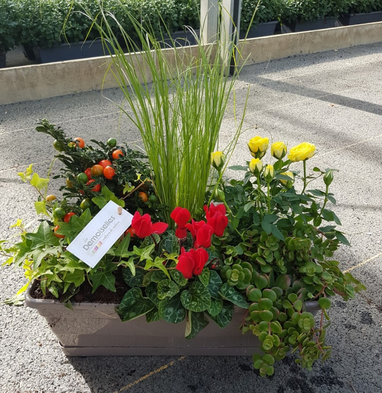 COMPO 5/6 PLANTES JARDI 40CM