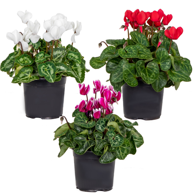 Cyclamen - pot de 10,5cm <BR>