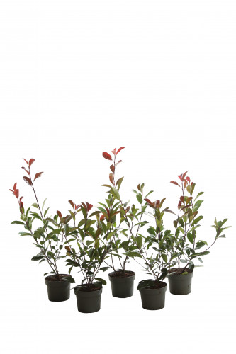 PHOTINIA FRASERI RED ROBIN C 50/+