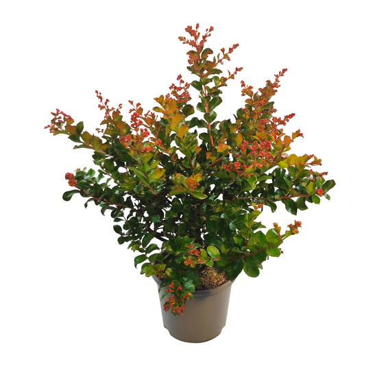 LAGERSTROMIA C5L MIX