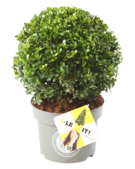 ILEX CRENATA BOULE D25