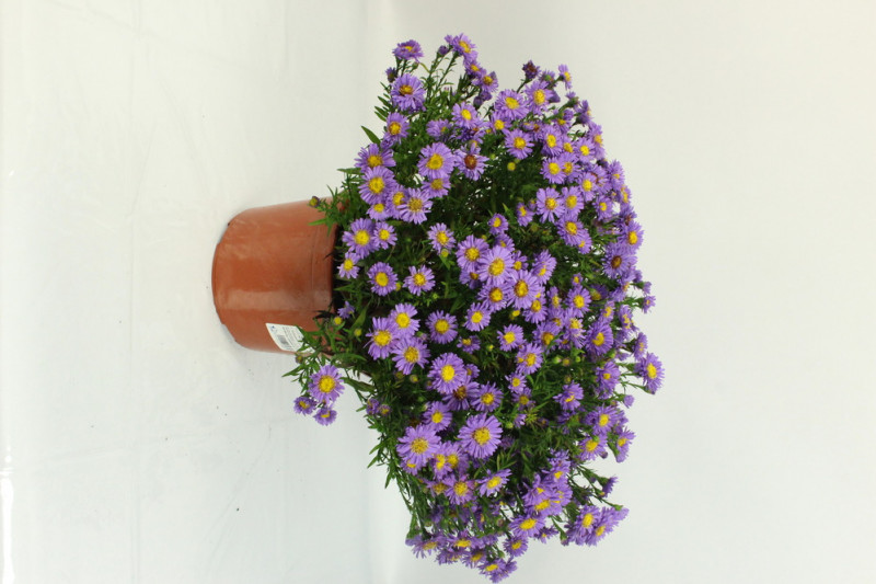 ASTER POT DECO 19/C3L TRICOLORE