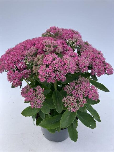 SEDUM MIX C3L