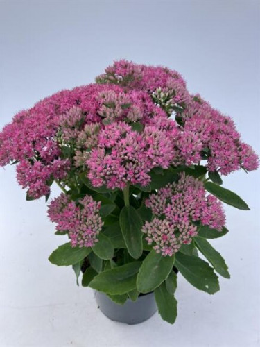 SEDUM MIX C3L
