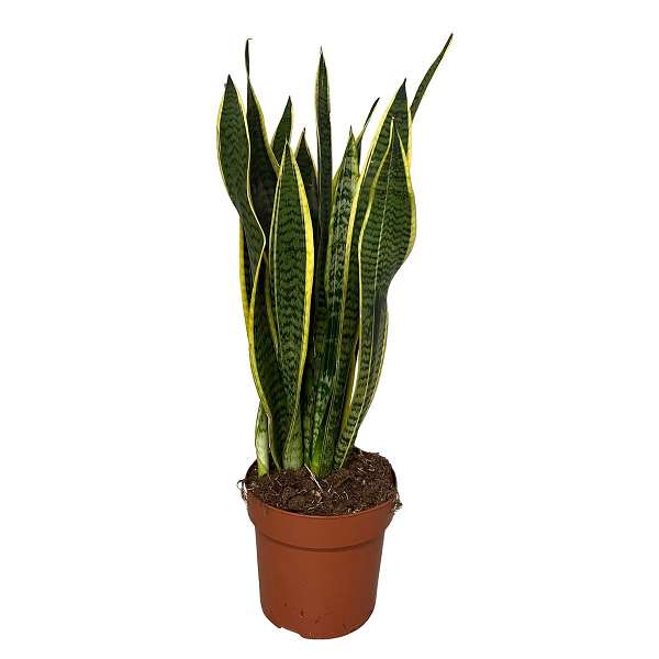 Sansevieria 'Laurentii':H55 cm pot D17 cm