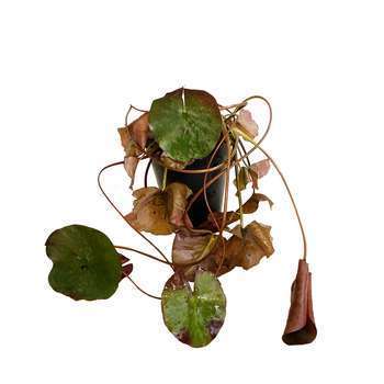 Nenuphar pot 1 L Blanc