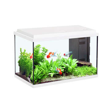 Décoration pour aquarium Bonzaï avec trous 27 cm - Décorations pour aquarium/Décorations  diverses (bateaux, amphores,) -  - Aquariophilie