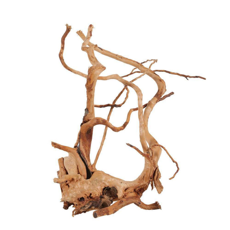 Racine Araignée 40-50CM