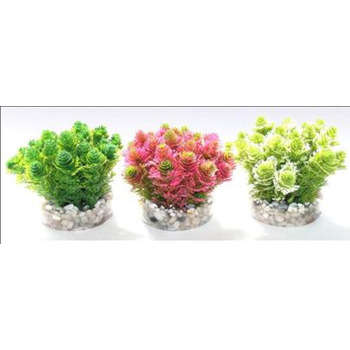 Décoration d'aquarium : Mousse amazone