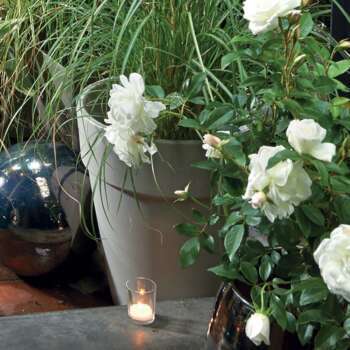 Aliments Rongeurs Cuni Crispy 2,75 kg