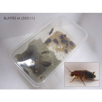 Blattes pour reptiles: taille m - 12pces