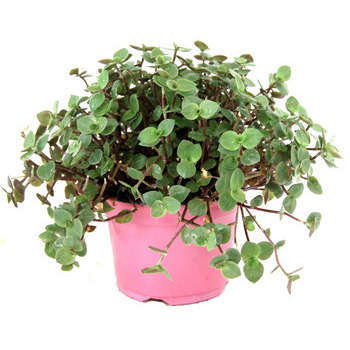 Alimentation végétale Cass croc pour reptile : pot