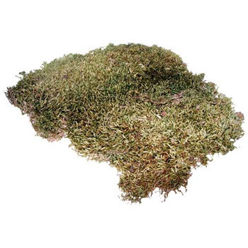 Mousse naturelle pour terrarium