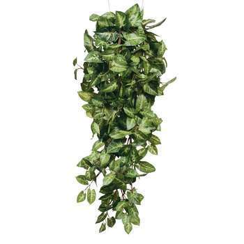 Chute fittonia : vert, 80x30cm h.15cm