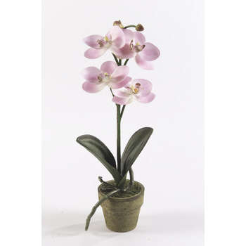 Orchidée mini, rose H. 25 cm, en pot