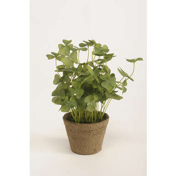 Oxalis en pot : d.25cm