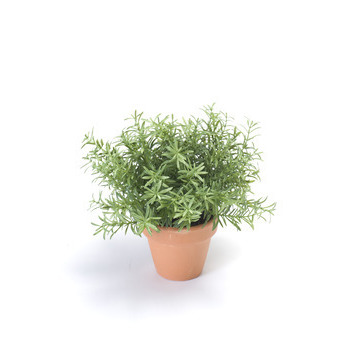 Romarin, en pot terra cotta Ø 9 cm