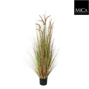 Herbe panache dogtail en pot, vert H. 150 cm