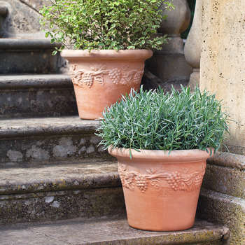 Cuvier Raisin en terre cuite Ø 42 x H. 32cm