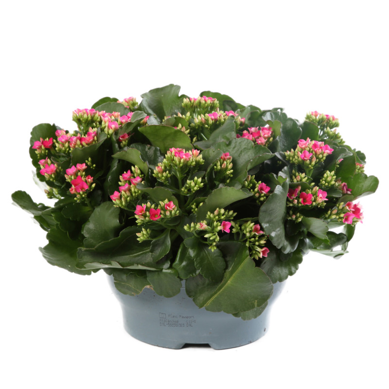 KALANCHOE DOUBLE FLEURS COUPE 23CM